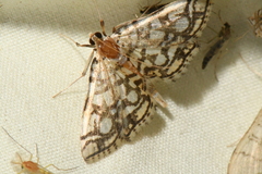 Lygropia rivulalis
