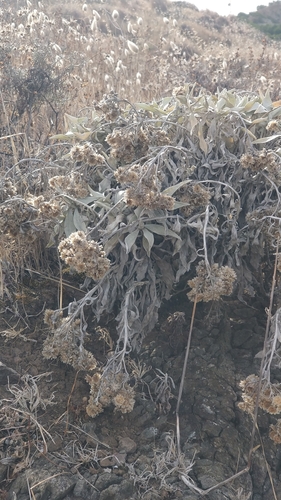 Helichrysum melaleucum image