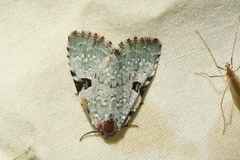 Leuconycta diphteroides