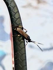 Ichneumonina