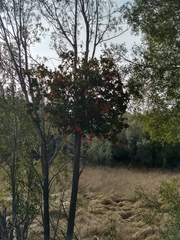 Tristerix corymbosus