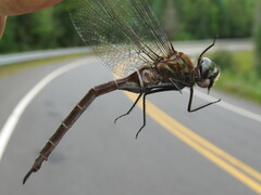 Somatochlora cingulata