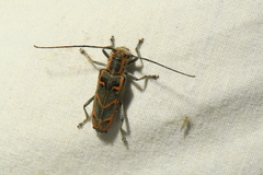 Saperda tridentata