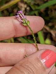 Polygala incarnata