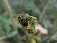 Ambrosia arborescens