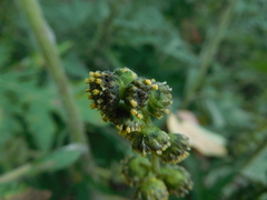Ambrosia arborescens