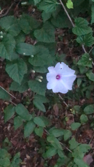 Ipomoea pandurata
