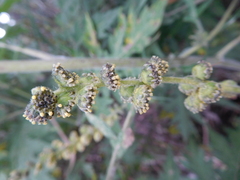 Ambrosia arborescens
