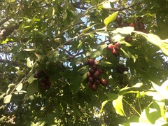 Prunus ilicifolia lyonii
