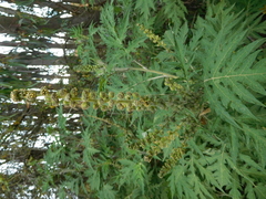 Ambrosia arborescens