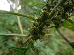 Ambrosia arborescens