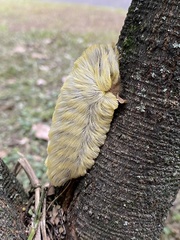 Megalopyge