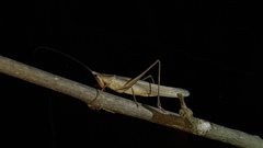 Neoconocephalus