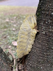 Megalopyge