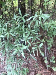 Quercus phellos