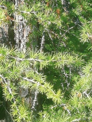 Larix sibirica