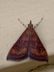 Pyrausta rubricalis