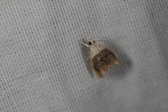 Lipocosmodes fuliginosalis