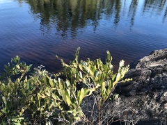 Chamaedaphne calyculata