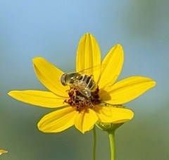 Eristalis stipator