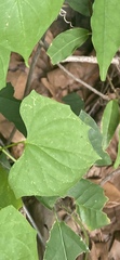 Mikania scandens