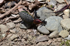 Carabus nankotaizanus