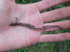 Pholidobolus montium