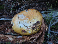 Russula decolorans