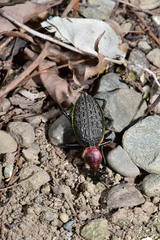 Carabus nankotaizanus