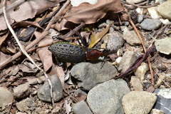Carabus nankotaizanus