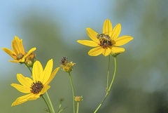 Eristalis stipator