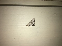 Xanthorhoe fluctuata