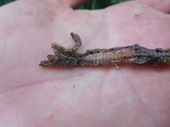 Pholidobolus montium