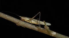 Neoconocephalus