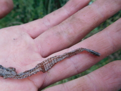 Pholidobolus montium