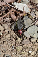 Carabus nankotaizanus