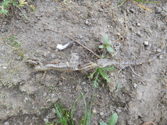 Pholidobolus montium