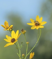 Eristalis stipator