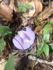 Centrosema virginianum