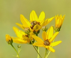 Eristalis stipator
