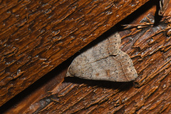 Bleptina caradrinalis