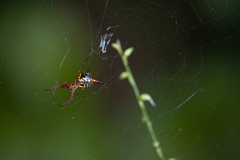 Micrathena sagittata