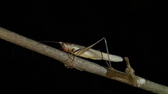 Neoconocephalus