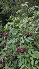 Sambucus