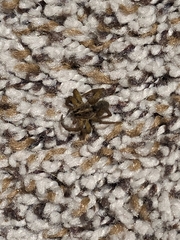 Lycosinae