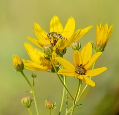 Eristalis stipator