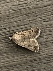 Caradrina clavipalpis