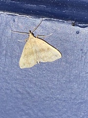 Phalaenostola metonalis