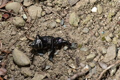 Carabus nankotaizanus