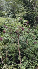 Sambucus